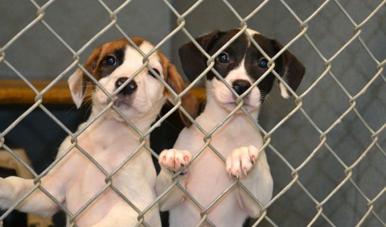 Saving Homeless Animals
